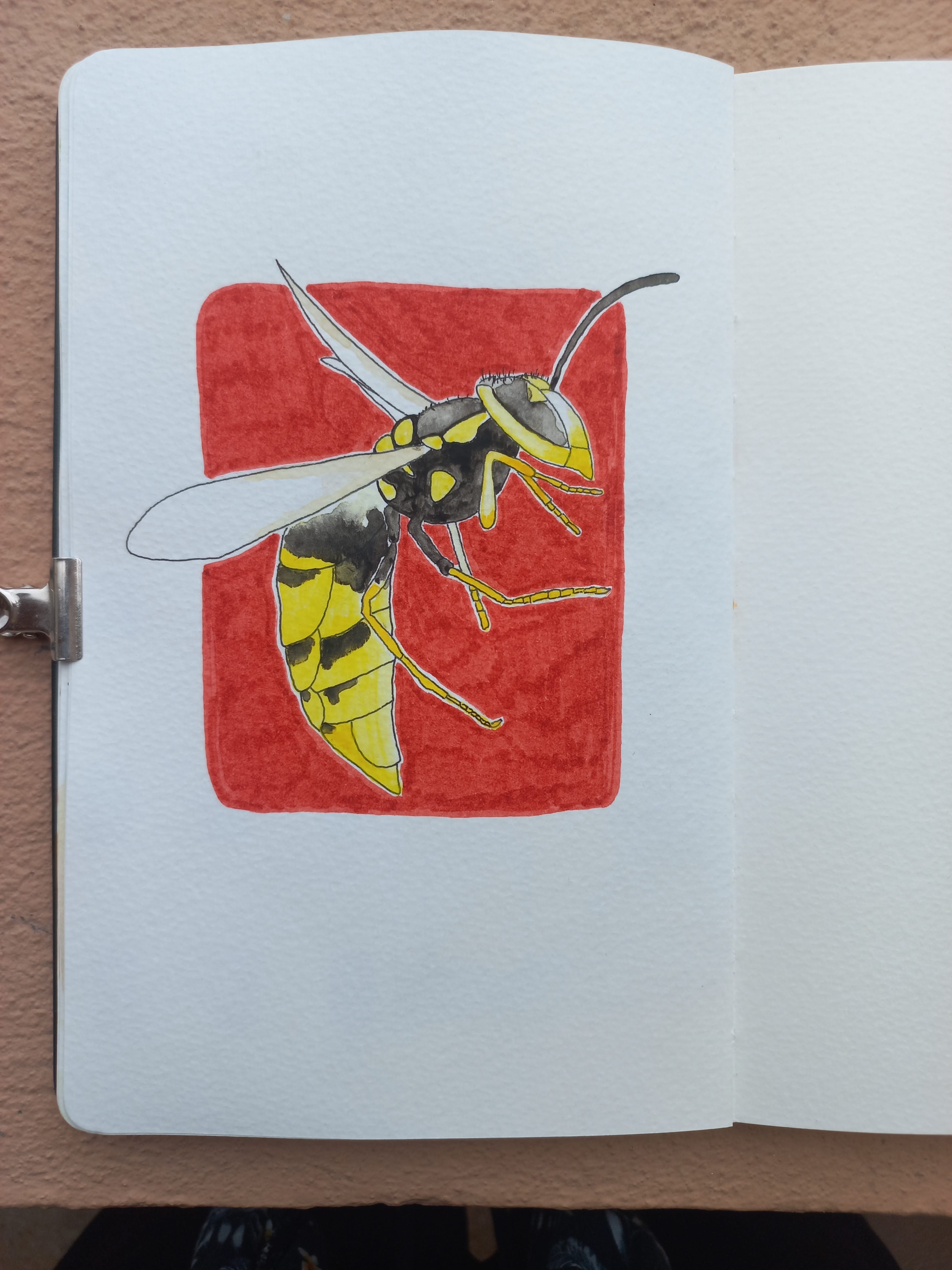 wasp